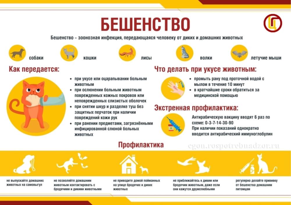 Памятка Бешенство